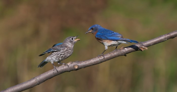Eastern Bluebird and its fledgling
