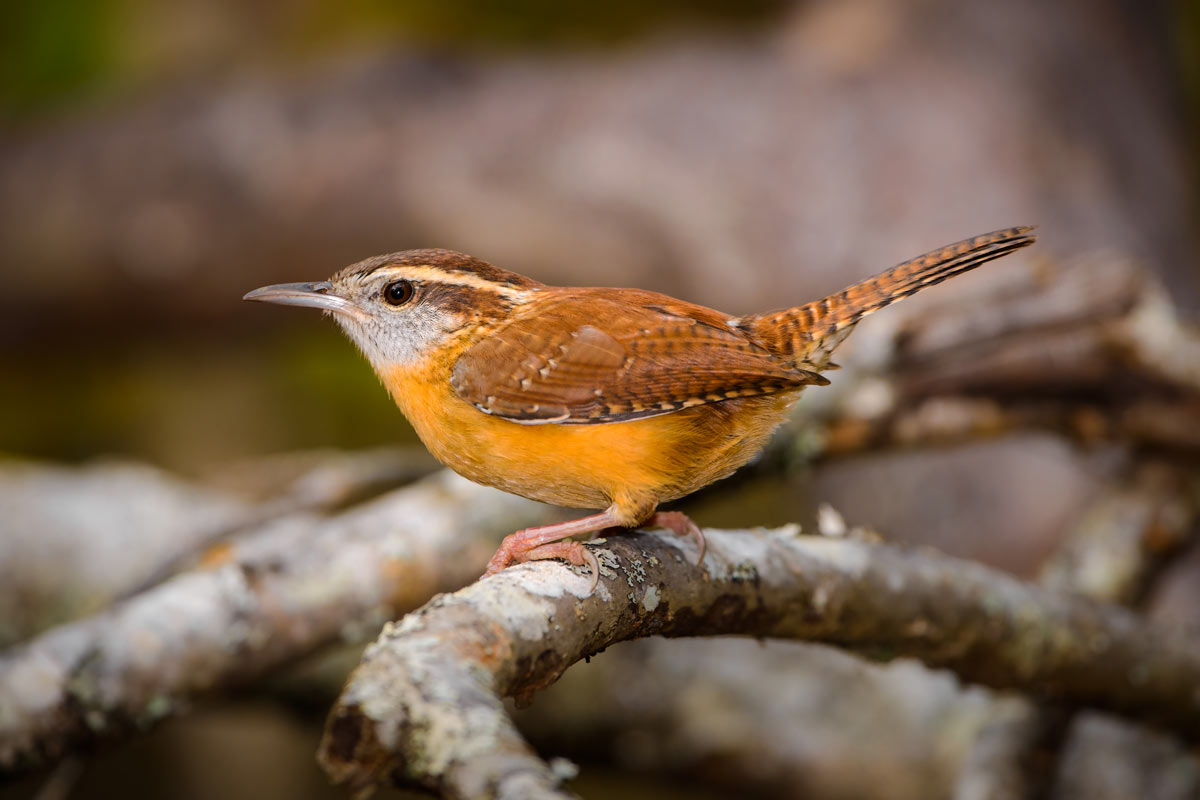Carolina Wren