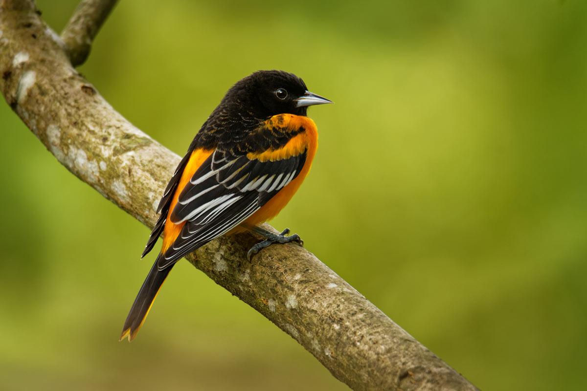3-songbird-facts-worth-sharing-lyric-wild-bird-food