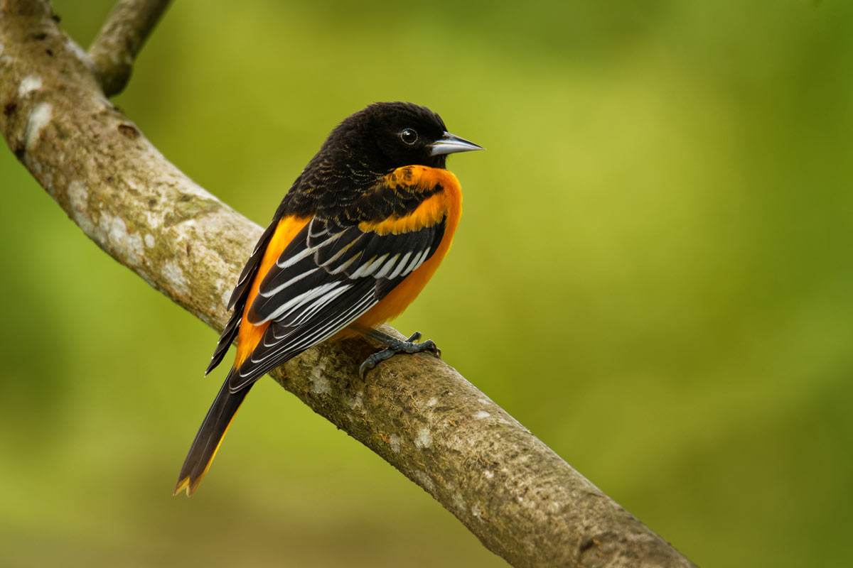 Baltimore Oriole