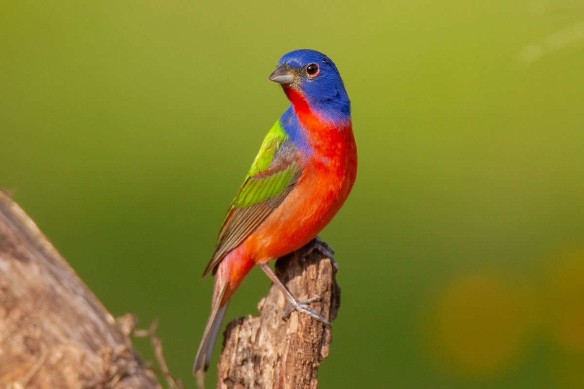 10 Fascinating Facts The Painted Bunting Lyric Wild Bird Food