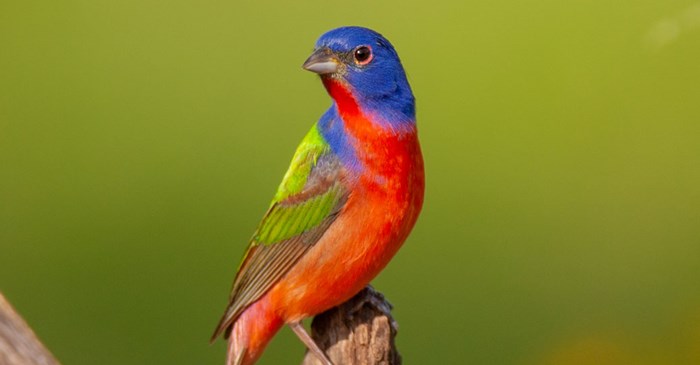 Adult male Painted Bunting