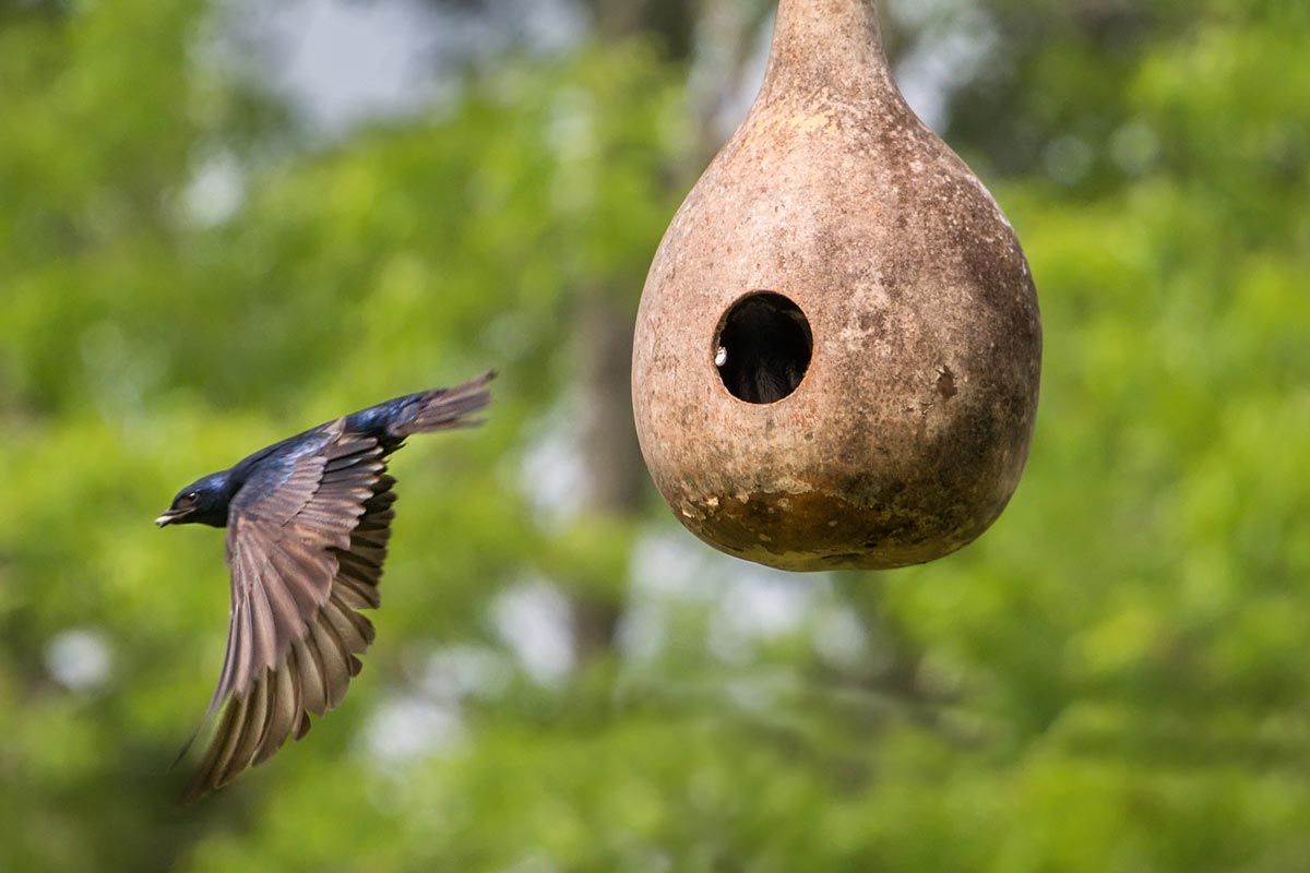 Purple Martin and a gourd birdhouse