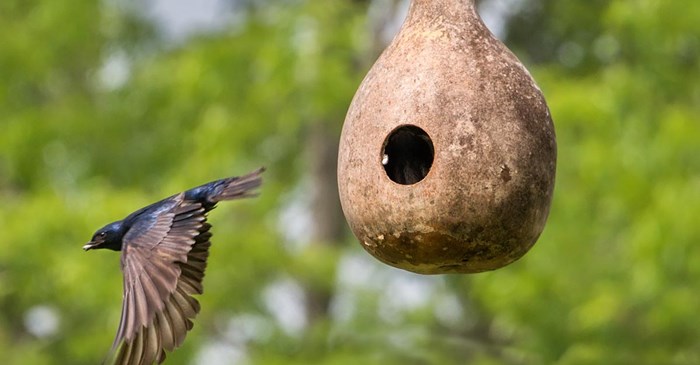 Purple Martin and a gourd birdhouse