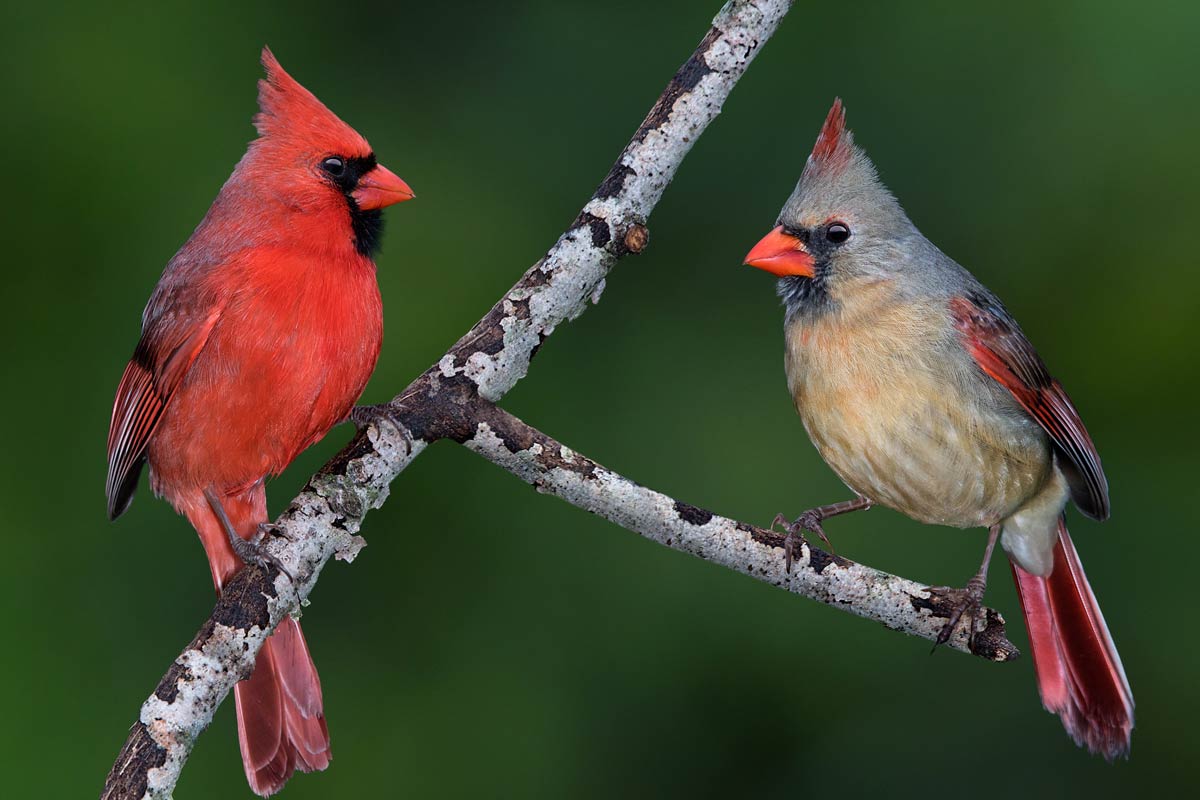 Northern Cardinal pair