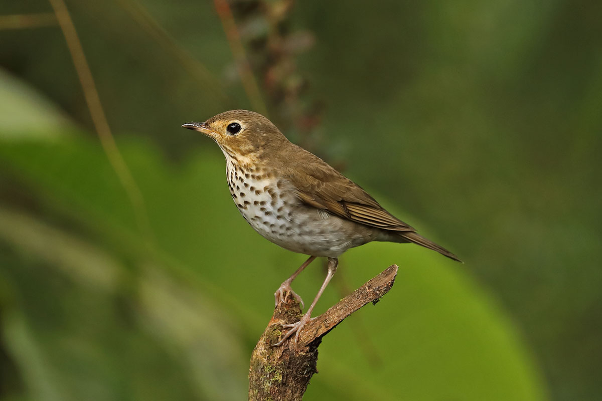 Swainson's Thrush