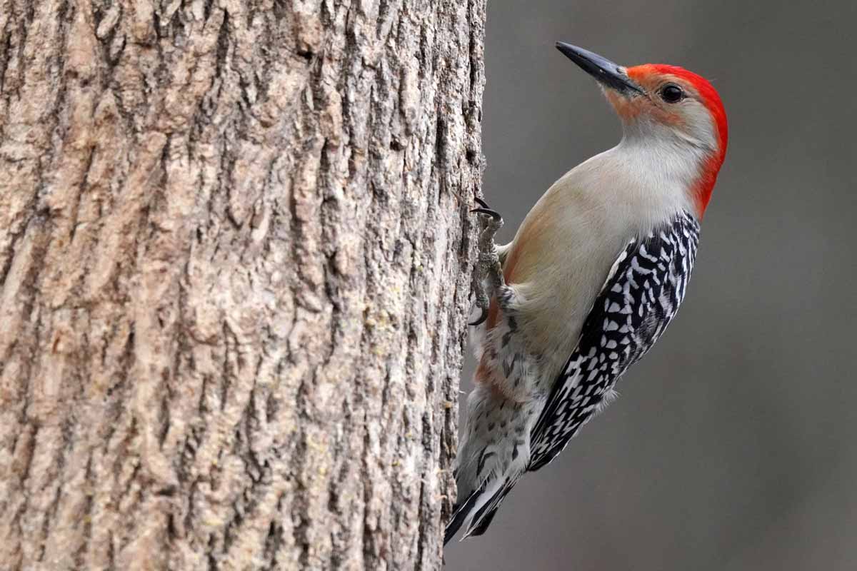 Red-bellied Woodpecker