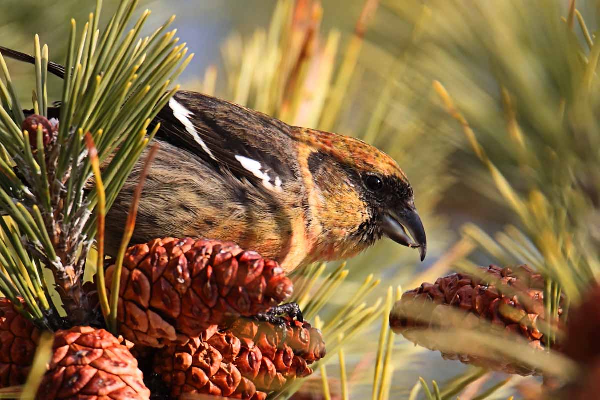 White-winged Crossbill (Loxia leucoptera). SteveByland / iStock / Getty Images Plus