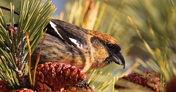 White-winged Crossbill (Loxia leucoptera). SteveByland / iStock / Getty Images Plus