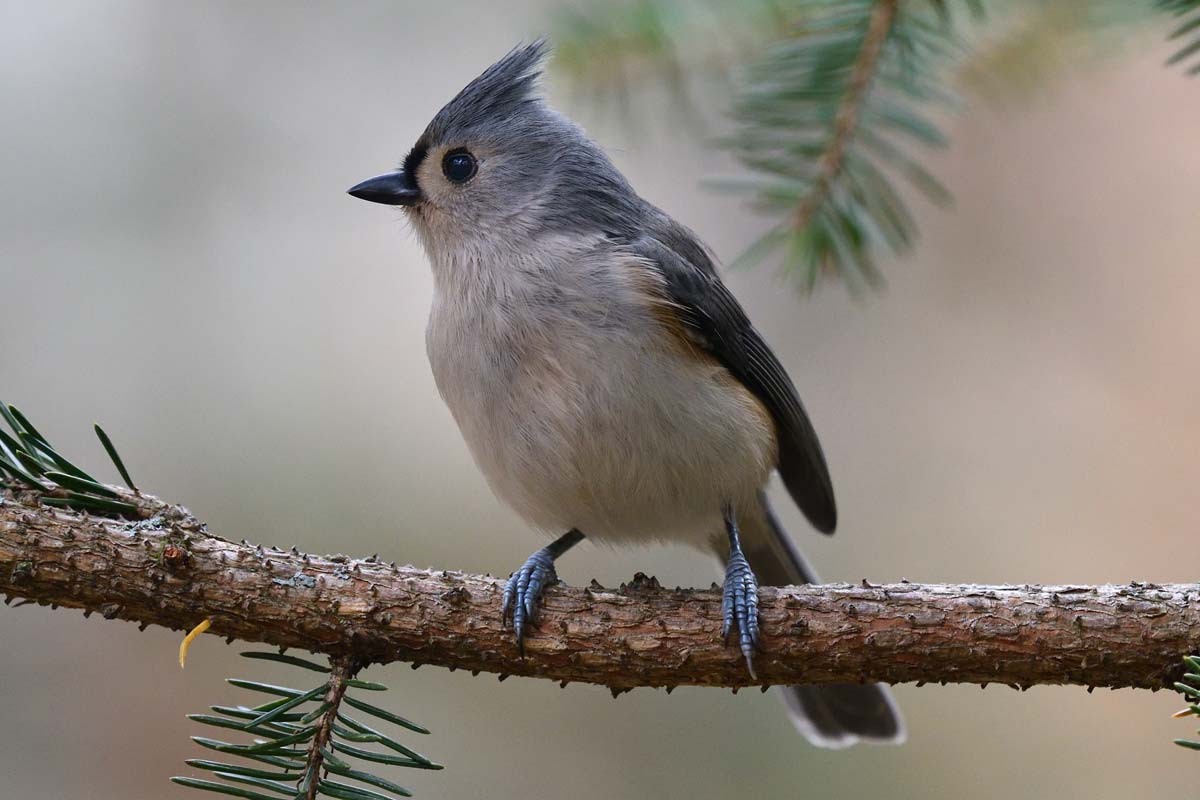 Tufted Titmouse side view. Robert Winkler / iStock / Getty Images Plus