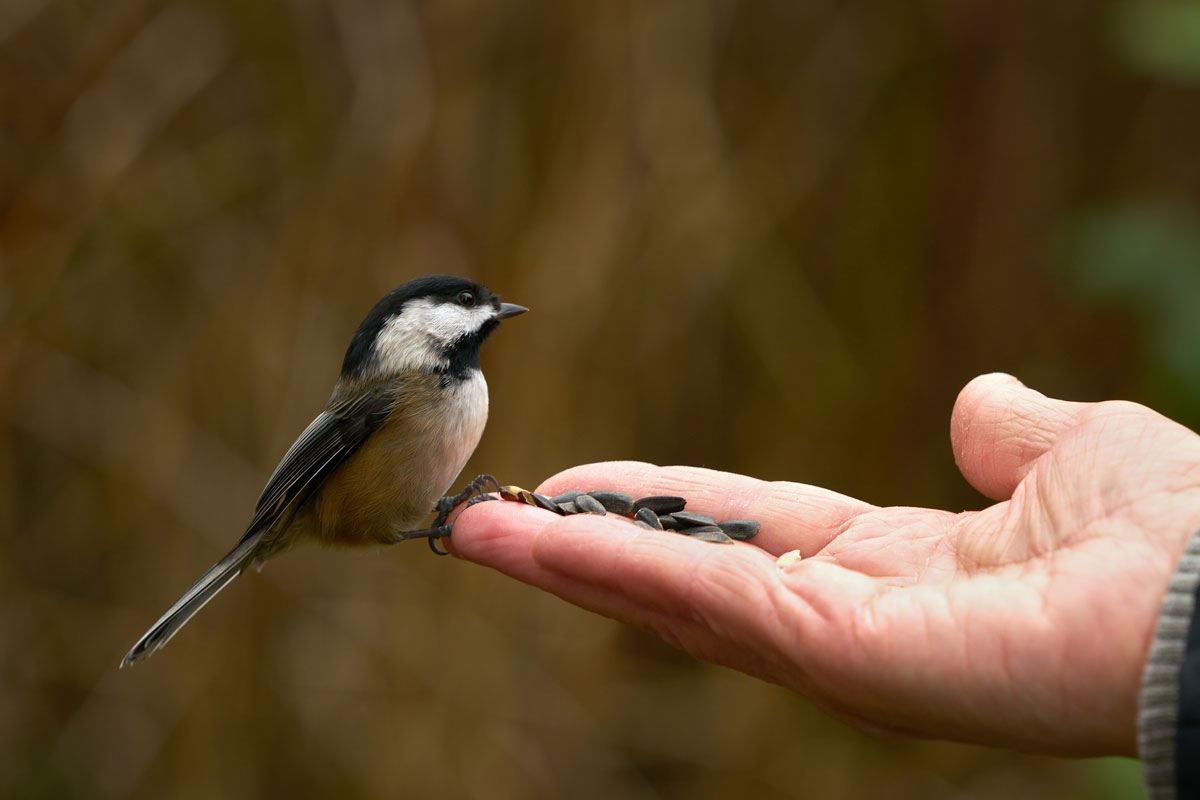 Hand-feeding sunflower seeds to a Black-capped Chickadee. Maxvis / iStock / Getty Images Plus