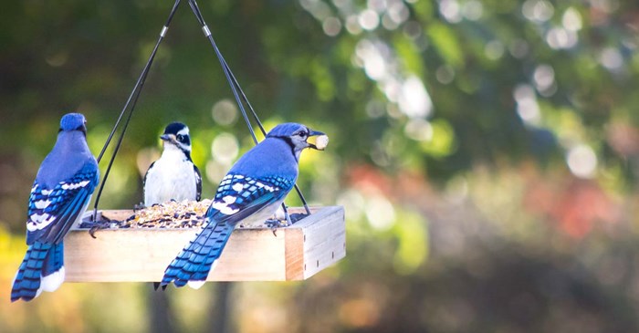 Two Blue Jays and a woodpecker at a backyard bird feeder
