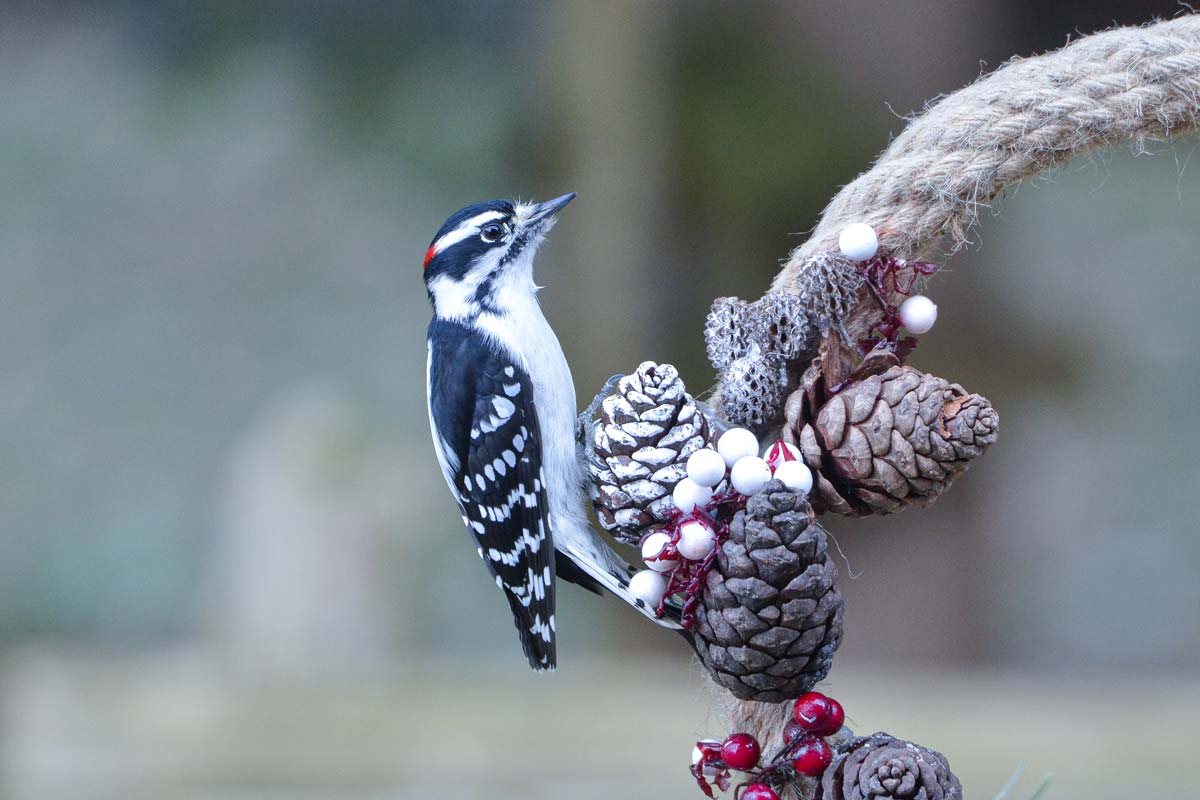 Downy Woodpecker perched on the side of a Christmas wreath. Carol Hamilton / iStock / Getty Images Plus