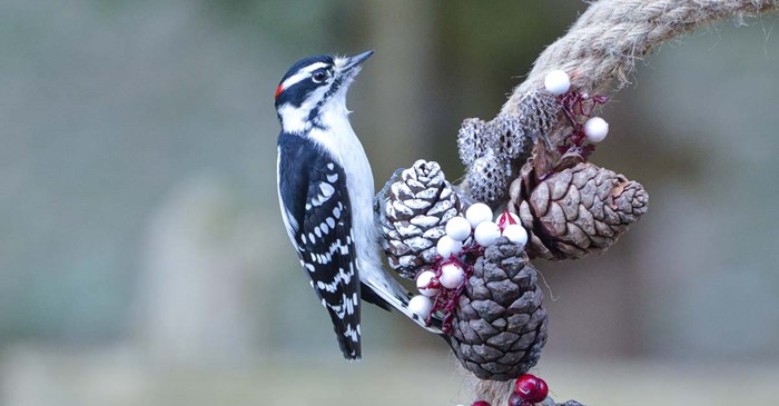 Downy Woodpecker perched on the side of a Christmas wreath. Carol Hamilton / iStock / Getty Images Plus