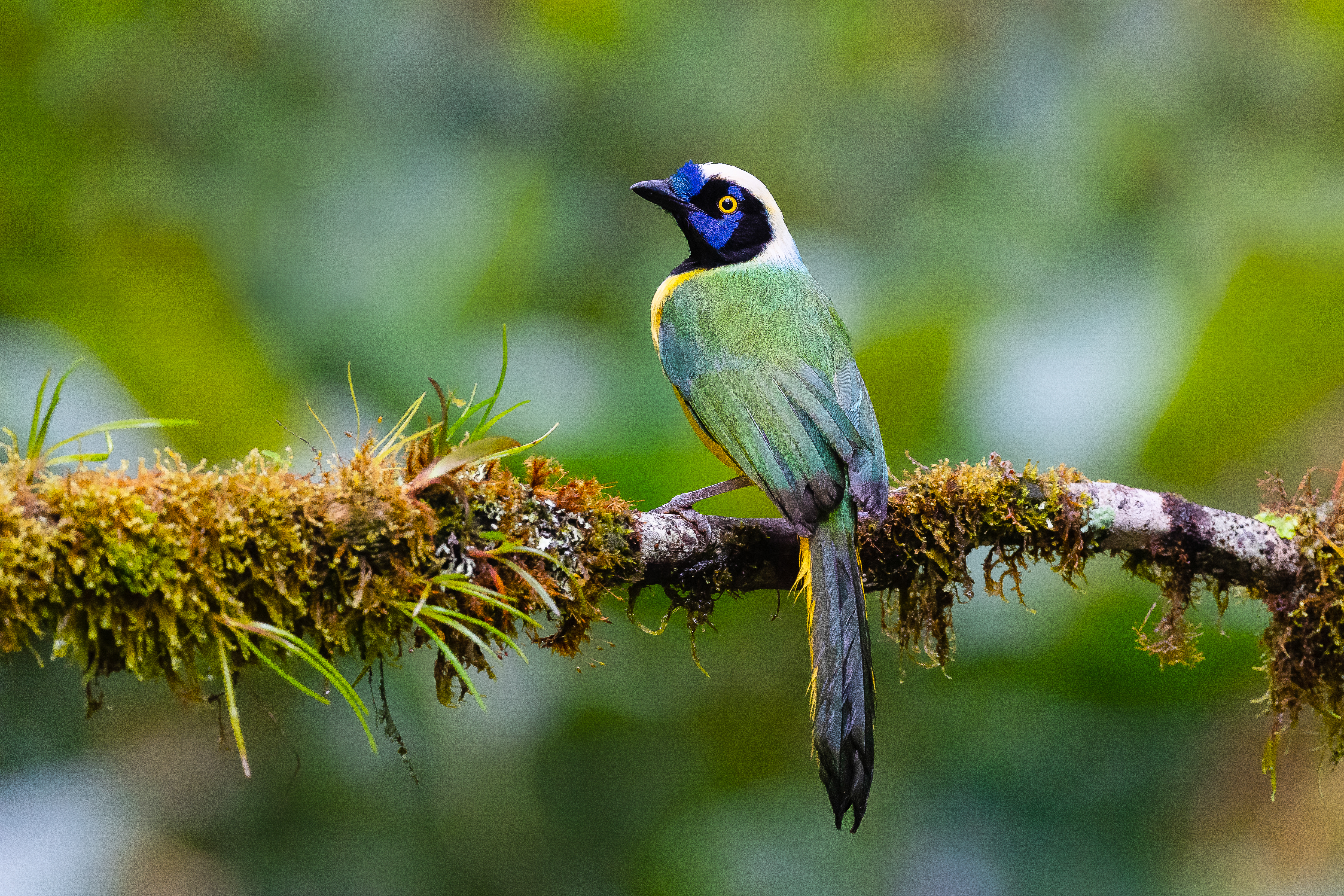 Green Jay perched on a tree.
