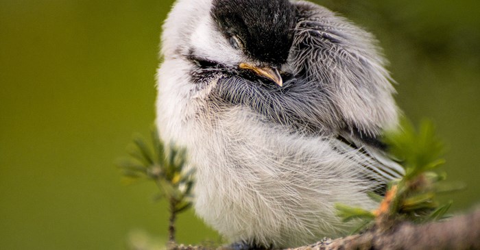 A small chickadee sleeping in the early morning.