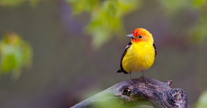 A vibrant male Western Tanager relaxes in the spring rain.