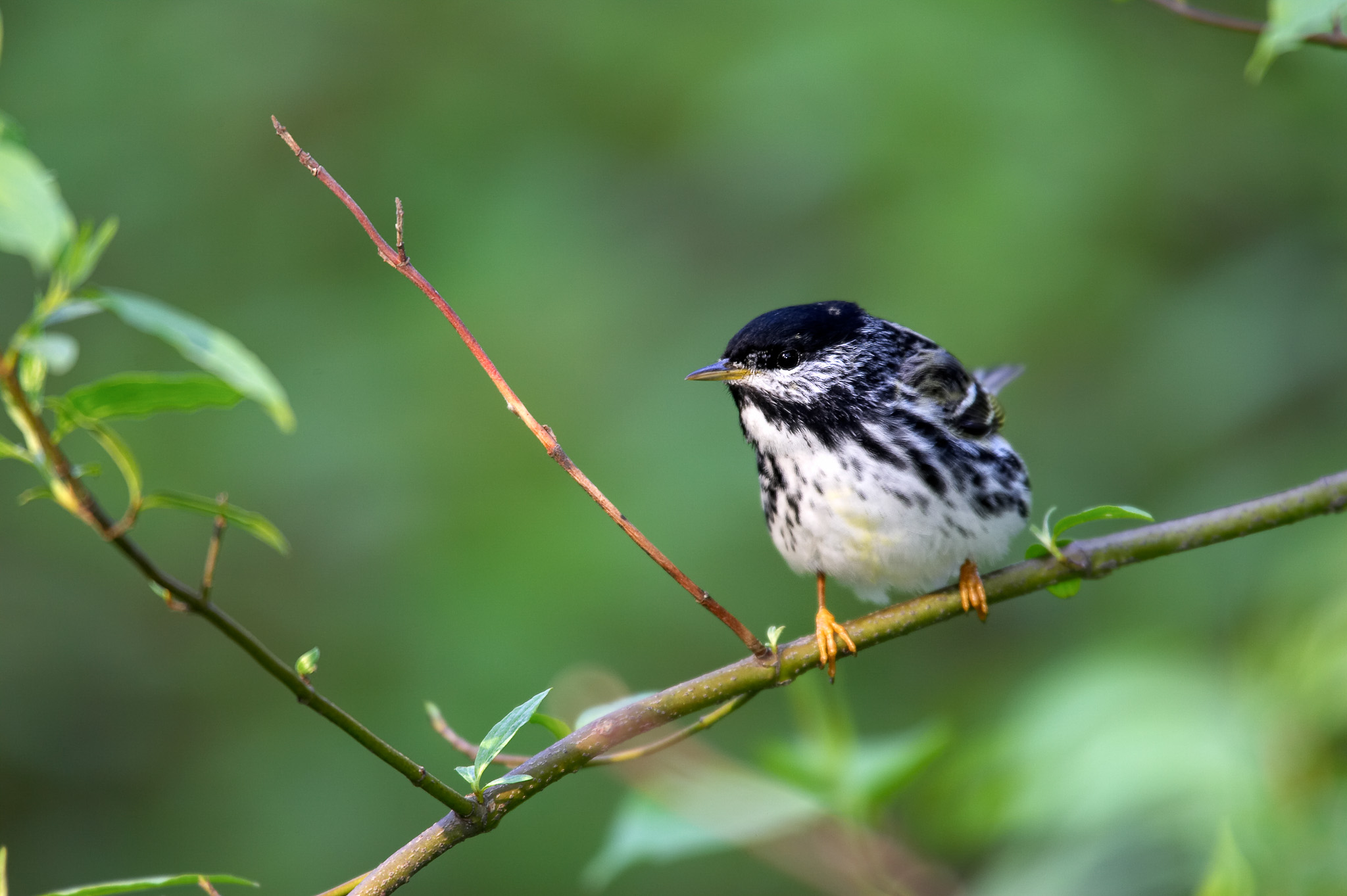 MichaelStubblefield / iStock / via Getty Images