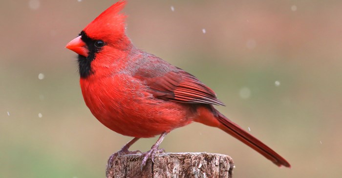 Male Northern Cardinal in a snowy scene