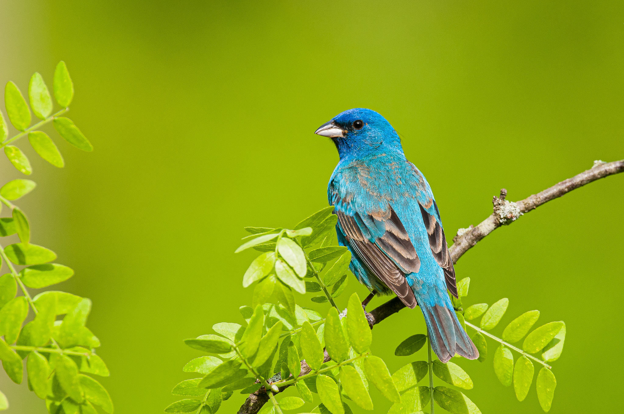 Indigo Bunting perched on a branch.