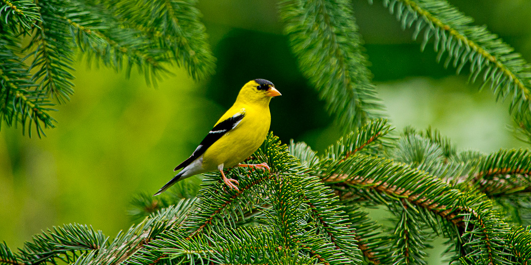 American Goldfinch