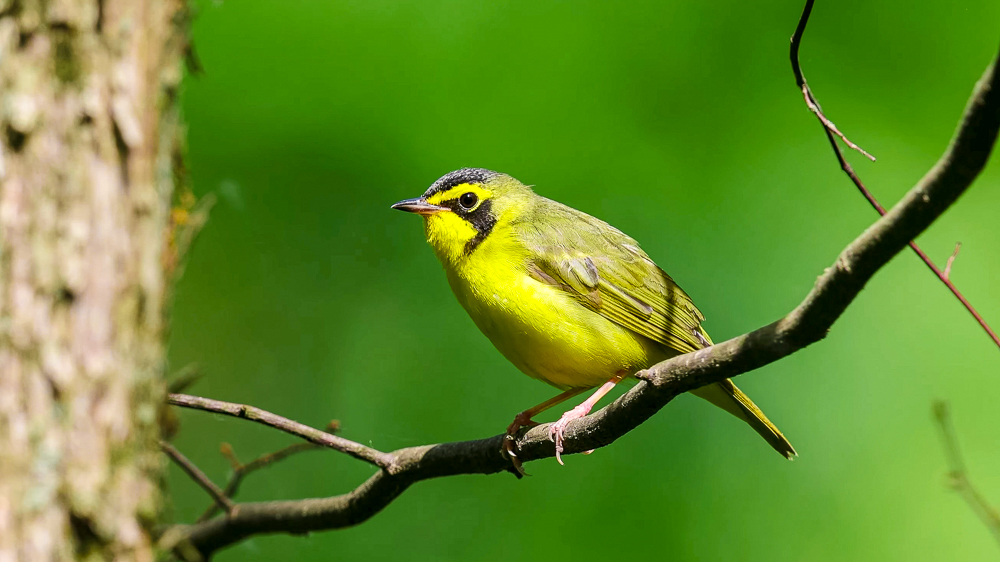 Kentucky Warbler