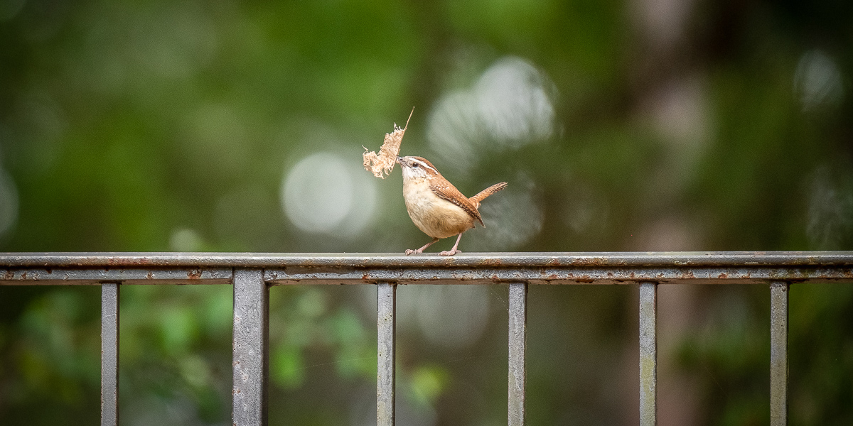Carolina Wren collecting for a nest.