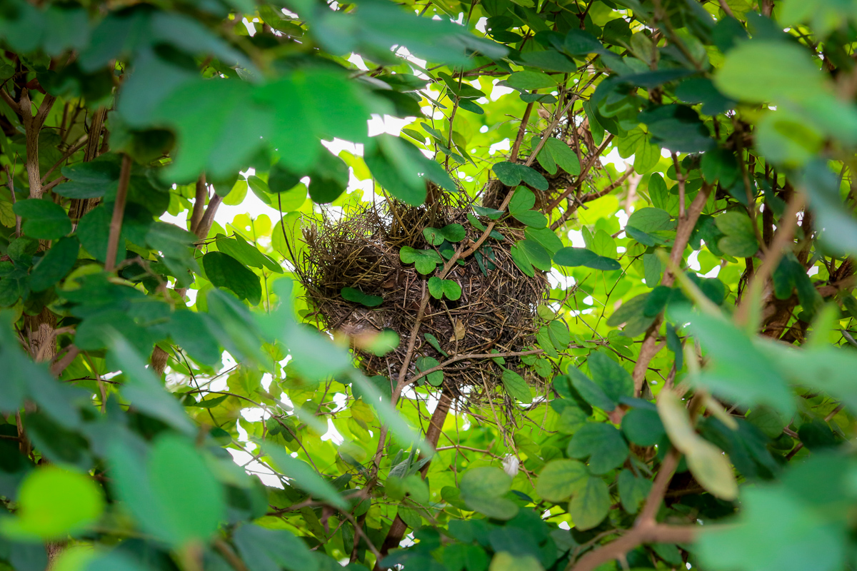 BirdNest