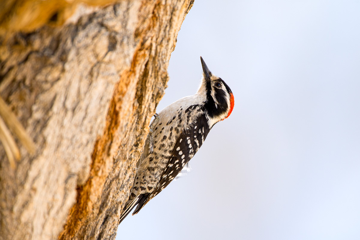 Nuttall's Woodpecker