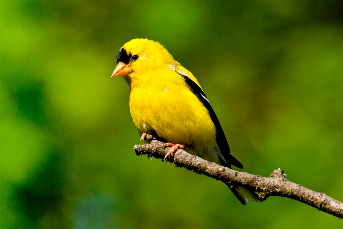 5 Yellow Backyard Birds You Should Know | Lyric Wild Bird Food