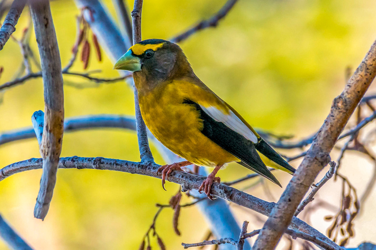 orange and yellow bird wallpapers