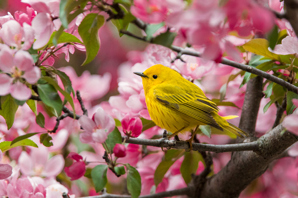 5 Yellow Backyard Birds You Should Know Lyric Wild Bird Food