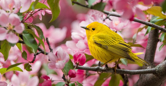 5 Yellow Backyard Birds You Should Know | Lyric Wild Bird Food