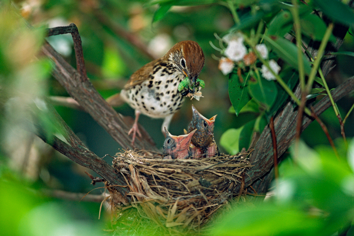 Wood Thrush with hungry baby birds.