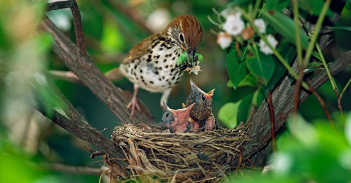 Wood Thrush with hungry baby birds.