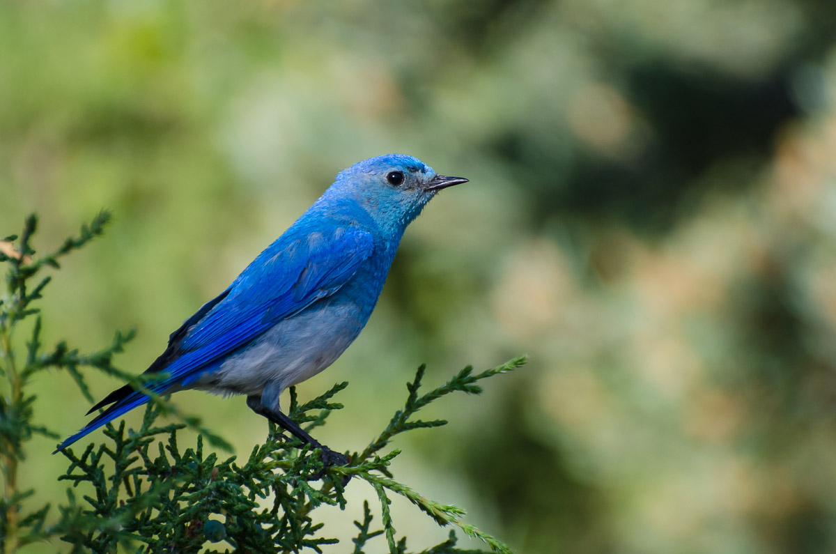 16 Types of Blue Birds (With Photos) - Bird Feeder Hub