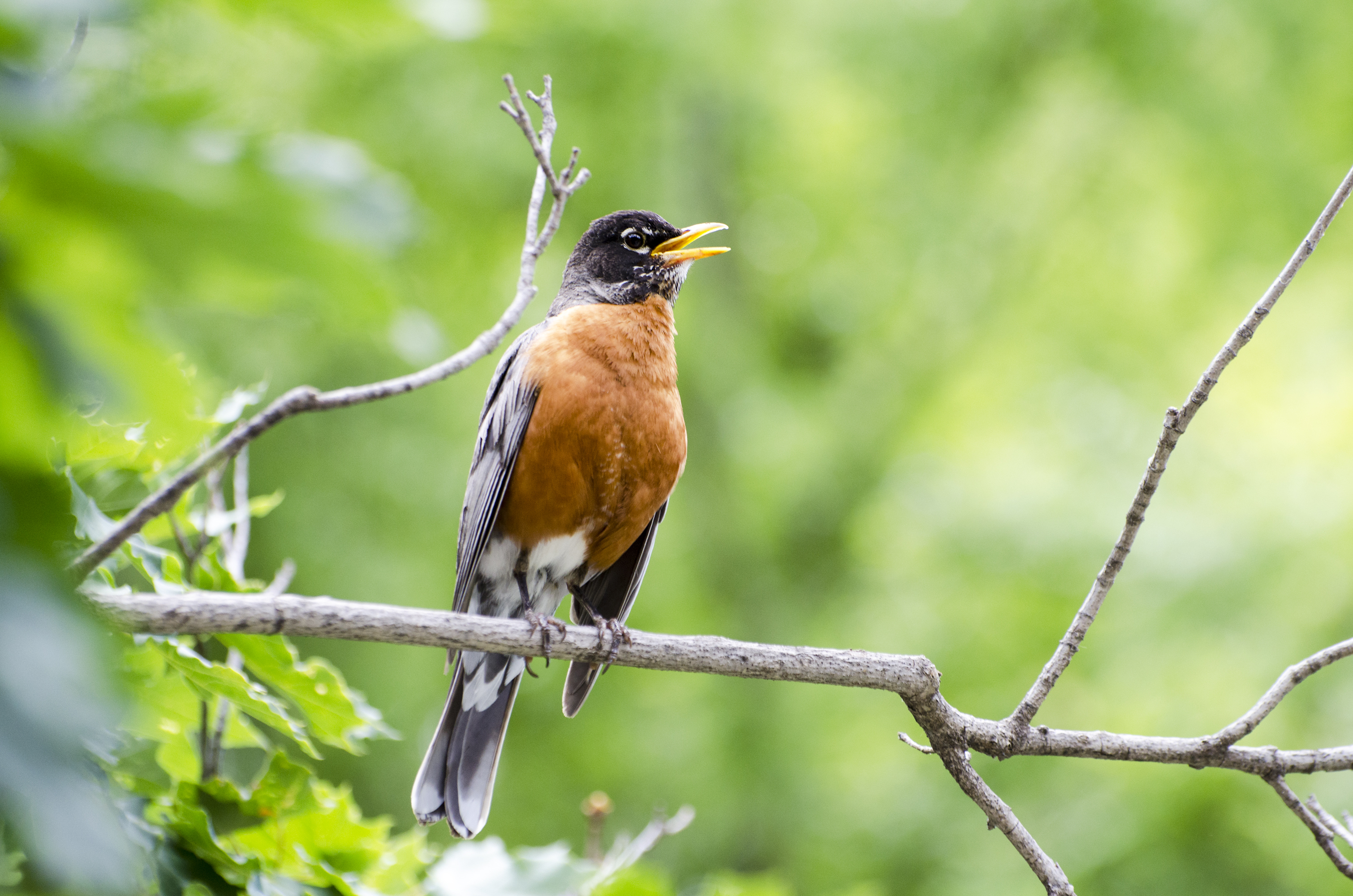 American Robin singing on a branch.