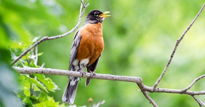 American Robin singing on a branch.