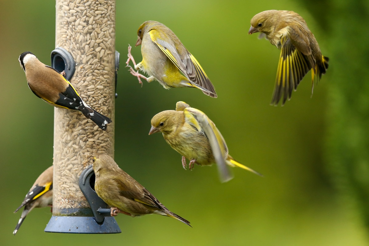 Busy bird feeder.