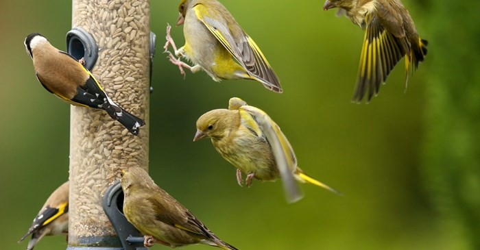 Busy bird feeder.