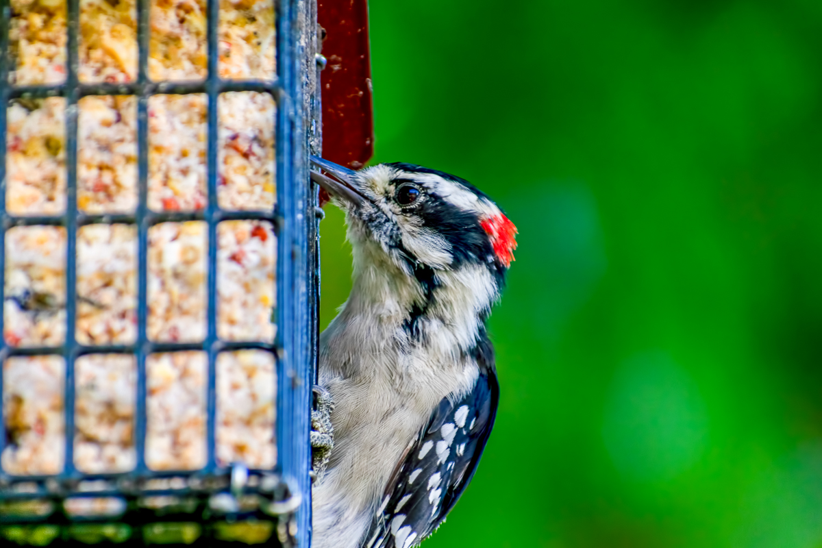 Downy Woodpecker at feeder.