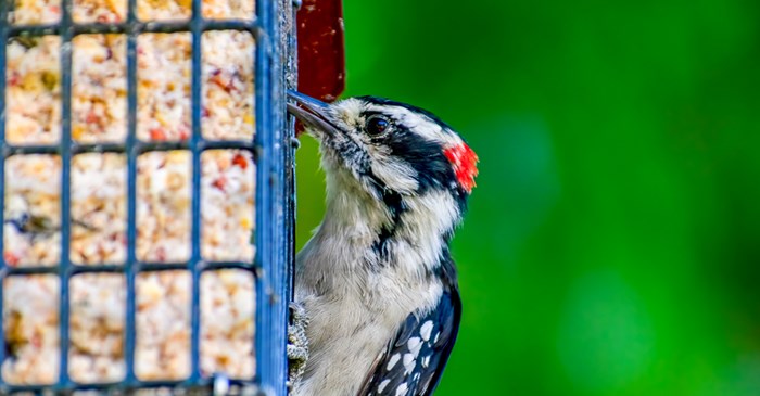 Downy Woodpecker at feeder.