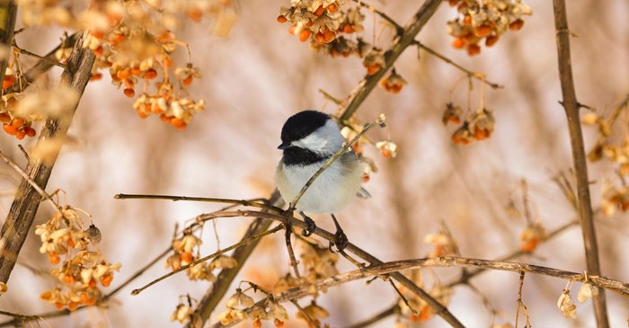 Chickadee on a branch in the fall