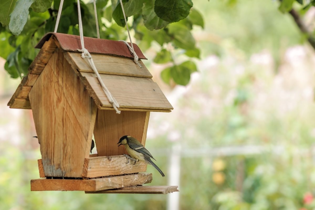 Birds at bird feeder hanging in tree