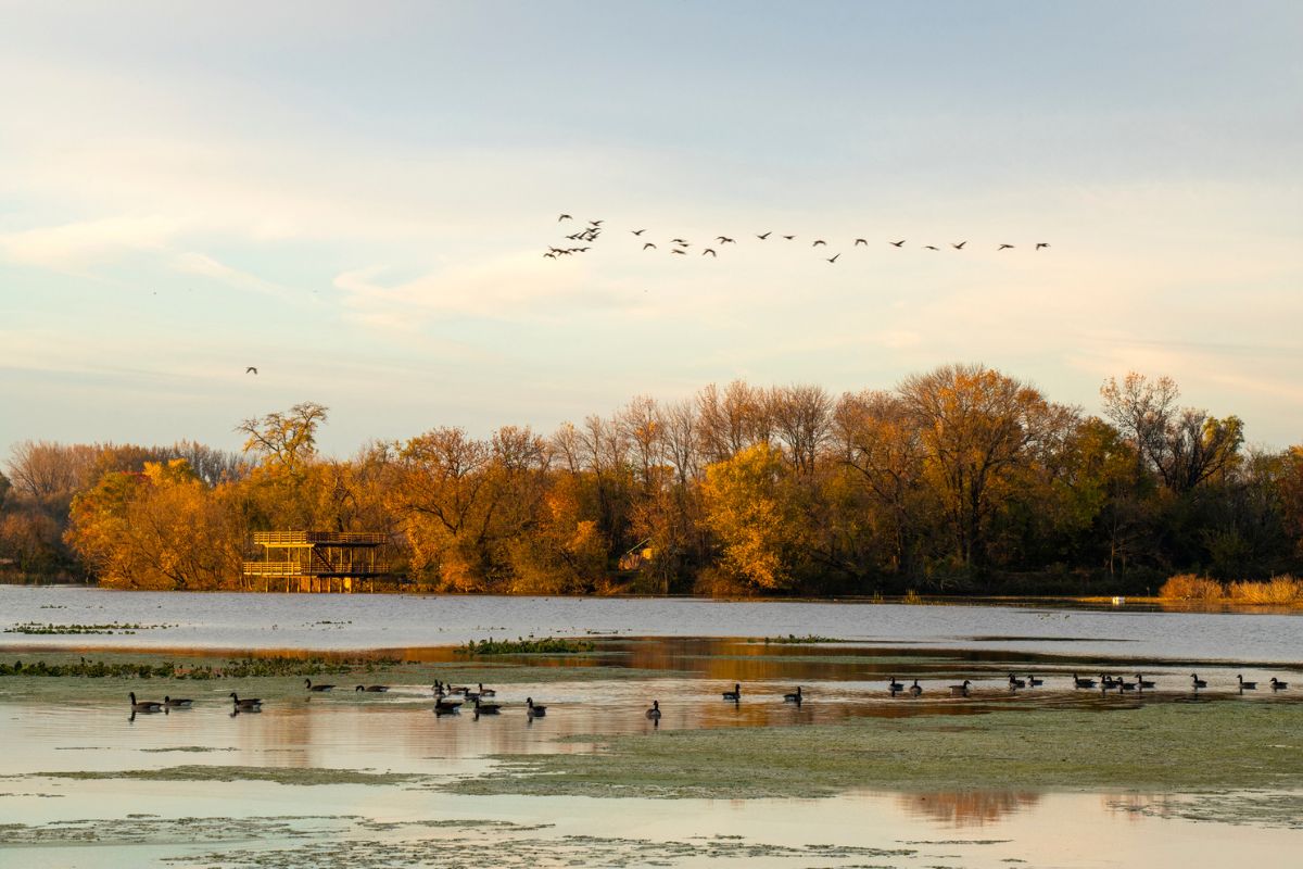 Flock of birds migrating over water in Philadelphia, PA
