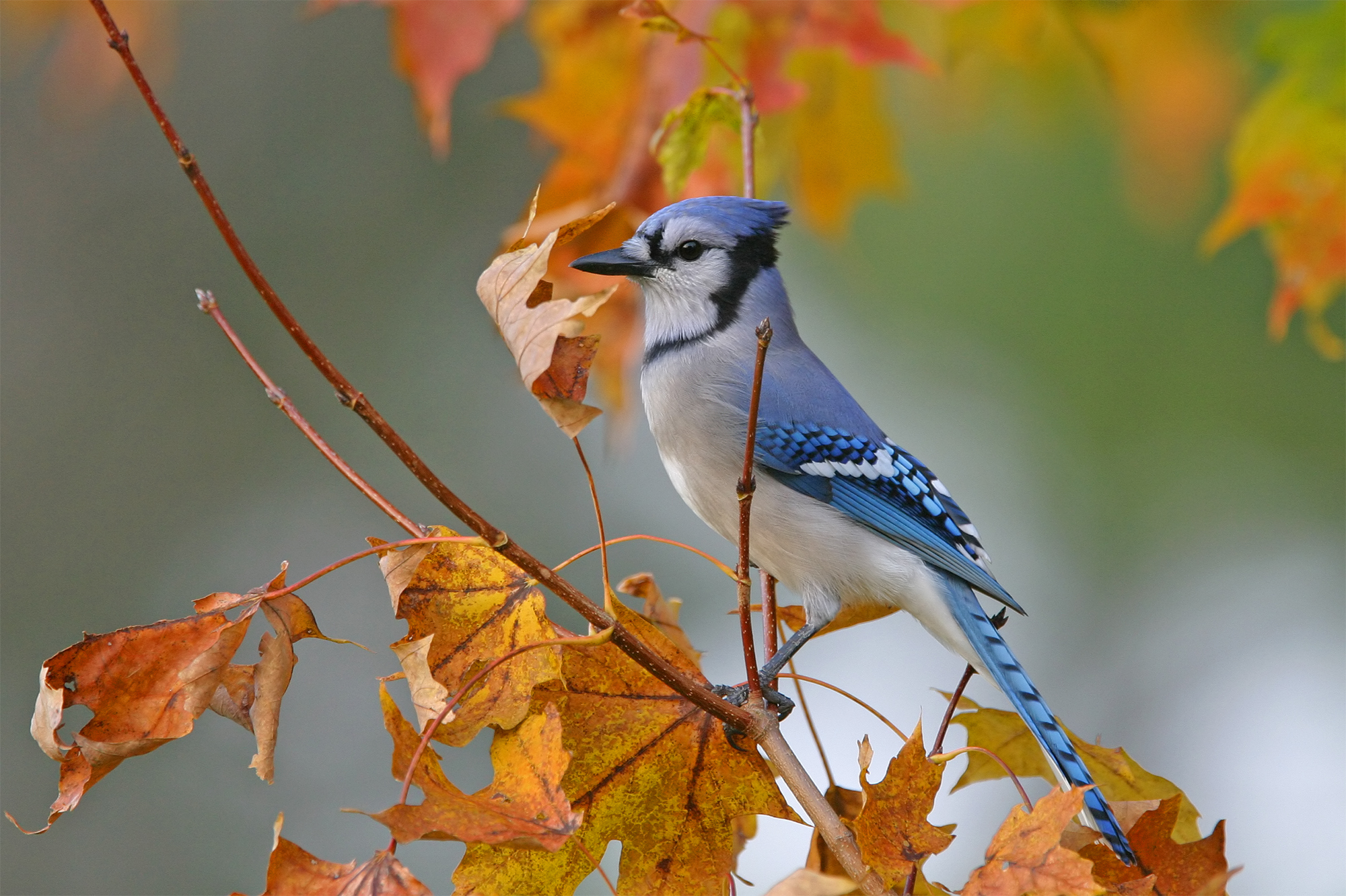 Blue Jay on branch with orange leaves in the fall