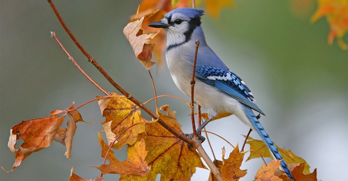 Blue Jay on branch with orange leaves in the fall