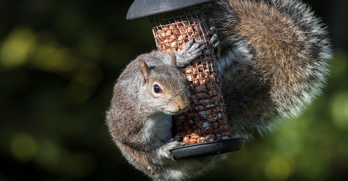 Grey squirrel on bird feeder