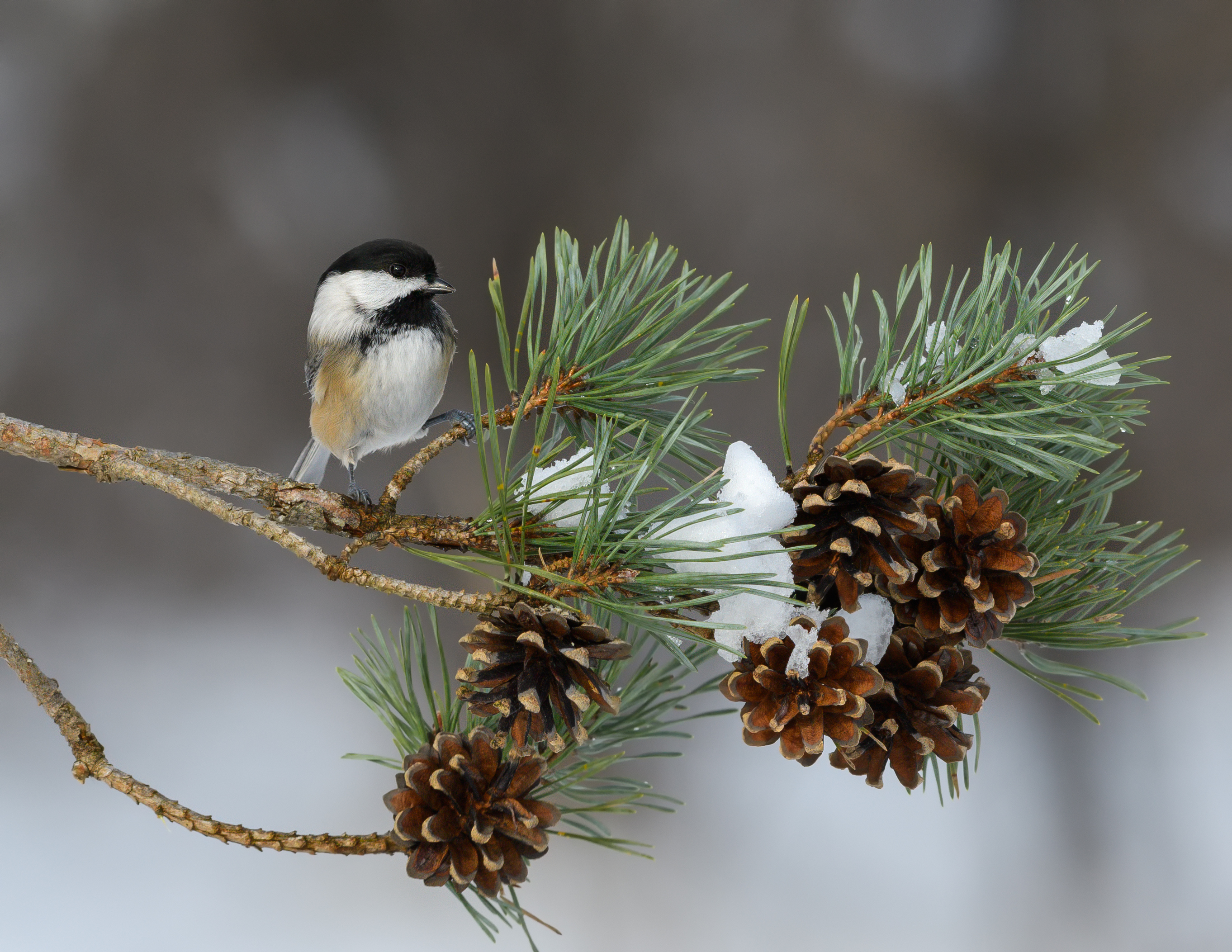 Black-capped Chickadee on Pine Tree Branch in the Winter