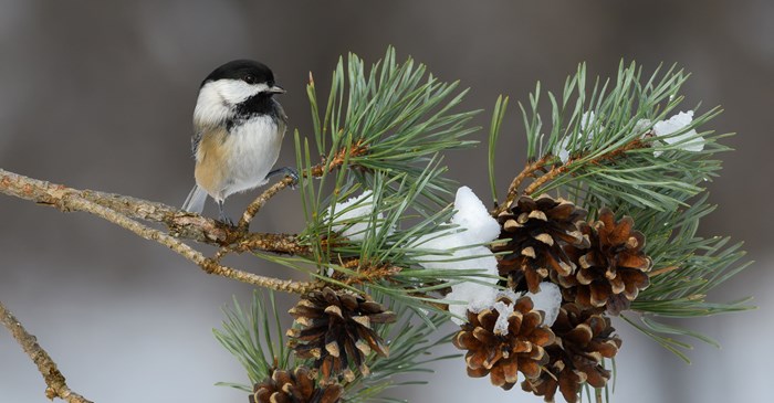Black-capped Chickadee on Pine Tree Branch in the Winter